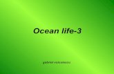 Ocean Life 3