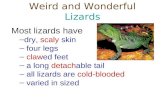 Rc L5 Weird And Wonderful Lizards