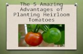 The 5 Amazing Advantages of Planting Heirloom Tomatoes
