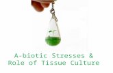 A biotic stresses & role of tissue culture