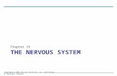 Chap 19 nervous system