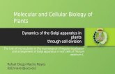 Presentación "Golgi apparatus dynamics on cell division"