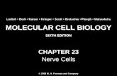 Molecular Cell Biology Lodish 6th.ppt - Chapter 23   nerve cells