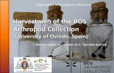 Harvestmen of BOS Arthropod Collection (University of Oviedo, Spain)