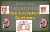 Excretion   Urinary System