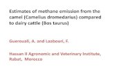 Session 9 12.15_a.geurouali_estimates of methane emission from the camel (camelius dromedarius) compared to dairy cattle (bos taurus).
