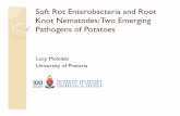 Sess08 7 lucy moleleki   soft rot enterobacteria and root knot nematodes - two emerging pathogens of potatoes