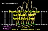 Protein Detection Methods and Application