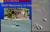Winter Nature Nights: Wolf Recovery in Oregon