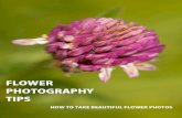 Flower photography tips -  how to take beautiful flower photos