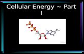Cellular Energy pt.1