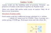 03 amino acids and protein