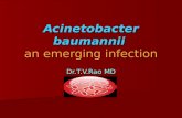 Acinetobacter Baumannii