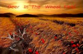 Deer In The Wheat Field