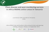 Plant disease and pest monitoring surveys in Africa RISING action areas in Tanzania