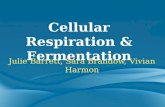 Fermentation and cellular respiration