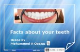 Facts about teeth