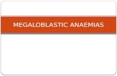 Megaloblastic Anaemia - Vit B12 deficiency