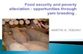 Food security and poverty alleviation: opportunities through yam breeding