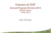 Cassava at CIAT