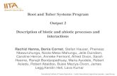 Root and Tuber Systems Program