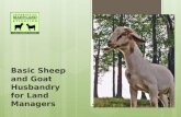Basic sheep and goat husbandry