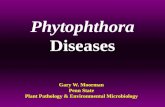Phytophthora Diseases