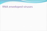 Rna enveloped viruses 2003