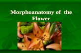 Flower Morphology 2 (updated)