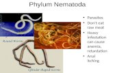 Presentations of nemathelminthes