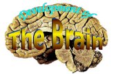 Chapter 05: Development & Plasticity of the Brain