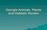 Georgia Animals, Plants And Habitats Review