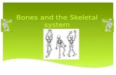 Bones and the skeletal system maitreyi imp school wrk