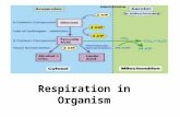 Respiration in organism