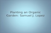 Planting An Organic Garden2