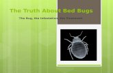 The truth about bed bugs