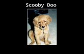 A Tribute to Scooby