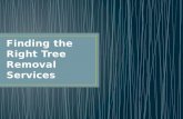 Finding the right tree removal services