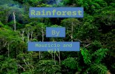 Rainforest by Mauricio & Will