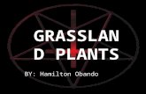 Grasslands Plants