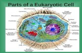 4.2 Parts Of A Eukaryotic Cell