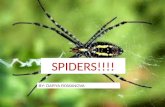 Arthropod assignment spider!!!!