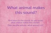 Animals And Sounds   Slides Ppt 97
