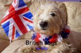 British dogs by Iñigo