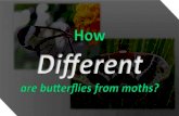 Difference between butterflies and moths