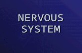 Central Nervous System 1