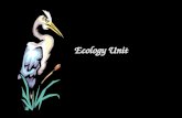 Basic ecology notes