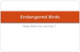 Endangered Birds