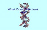 What does dna look like