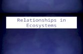 Relationships in ecosystems